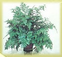 cwf_home_and_fresh002007.jpg