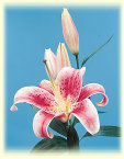 cwf_home_and_fresh002008.jpg