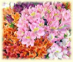 cwf_home_and_fresh002009.jpg