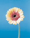 cwf_home_and_fresh015017.jpg