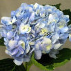 cwf_home_and_fresh017015.jpg