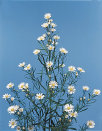 cwf_home_and_fresh018008.jpg