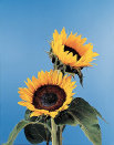 cwf_home_and_fresh021006.jpg