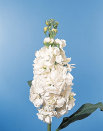 cwf_home_and_fresh021008.jpg