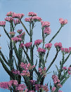 cwf_home_and_fresh021011.jpg