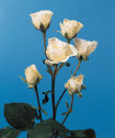 cwf_home_and_fresh021012.jpg