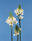 cwf_home_and_fresh021014.jpg