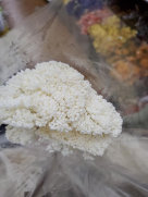 cwf_supplies_d-f049008.jpg